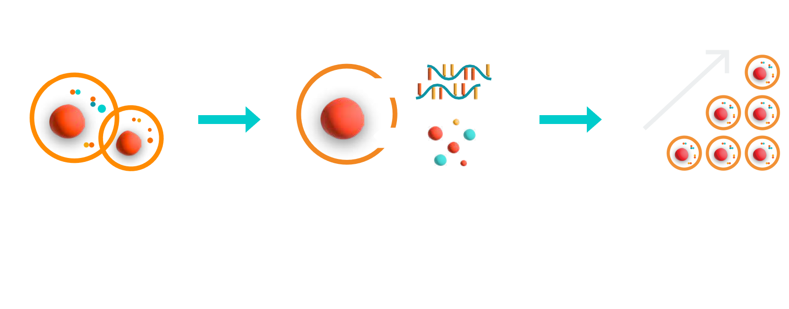 image shows three icons in progression. The first icon shows two cells being compressed with the text "ensures gentle cell processing" underneath. An arrow points to the second icon, which shows strands mRNA and payload being delivered into the cell with text underneath that reads "enables complex gene editing." A final arrow points to the last icon that shows cells stacking upward in a triangle shape, the text underneath reads "delivers high yields."