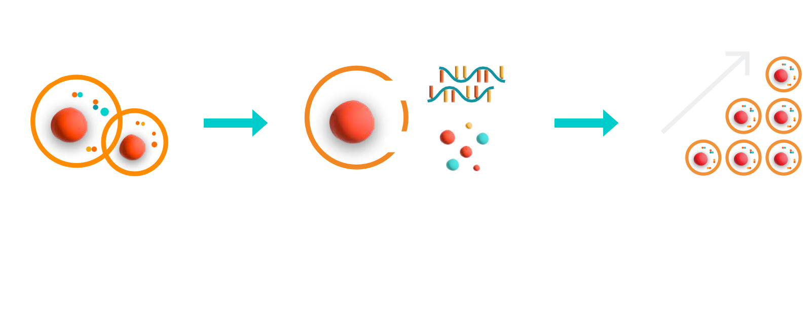 image shows three icons in progression. The first icon shows two cells being compressed with the text "ensures gentle cell processing" underneath. An arrow points to the second icon, which shows strands mRNA and payload being delivered into the cell with text underneath that reads "enables complex gene editing." A final arrow points to the last icon that shows cells stacking upward in a triangle shape, the text underneath reads "delivers high yields."